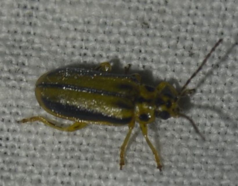 Xanthogalerucella luteola - szilfa-olajosbogár