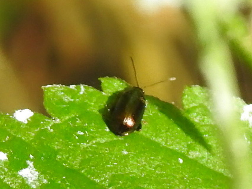 Crepidodera