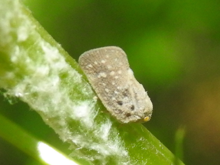 Metcalfa pruinosa - amerikai lepkekabóca