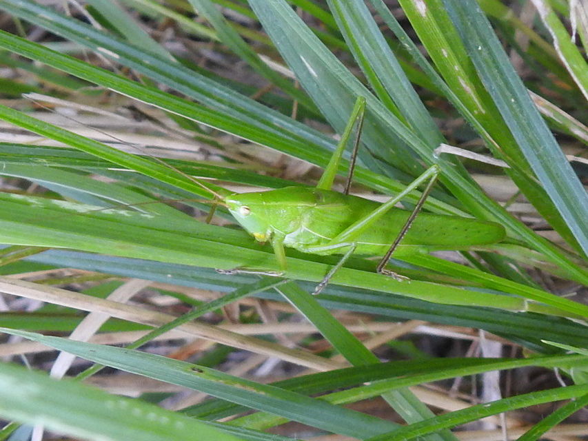 Ruspolia nitidula - nagy kúpfejűszöcske