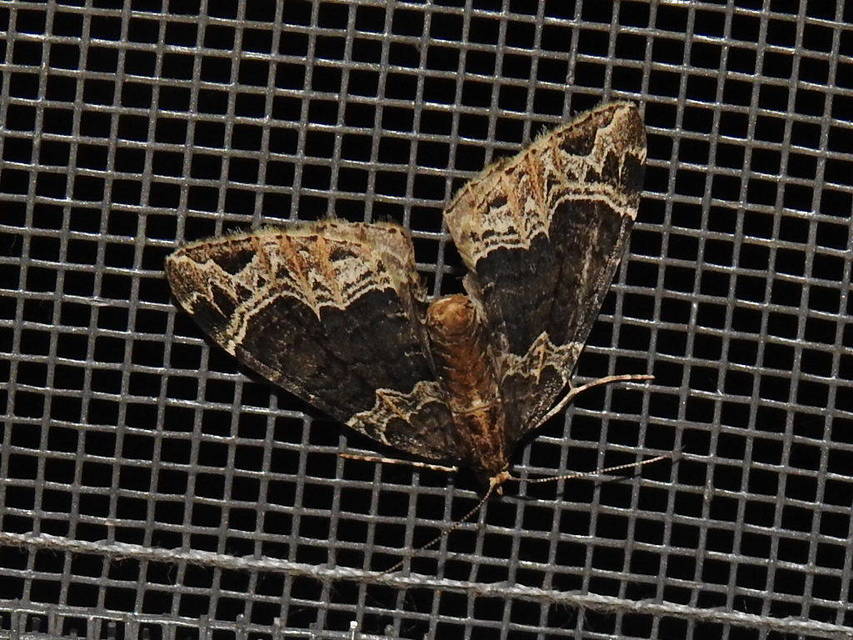 Ecliptopera silaceata - barna tarkaaraszoló