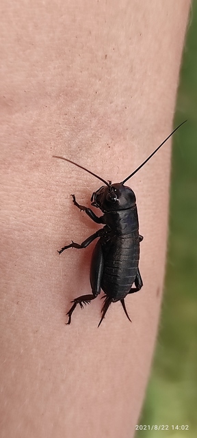 Gryllus campestris - mezei tücsök