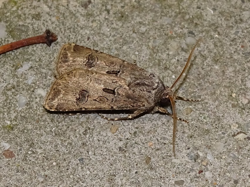 Agrotis bigramma - kétjegyű földibagoly