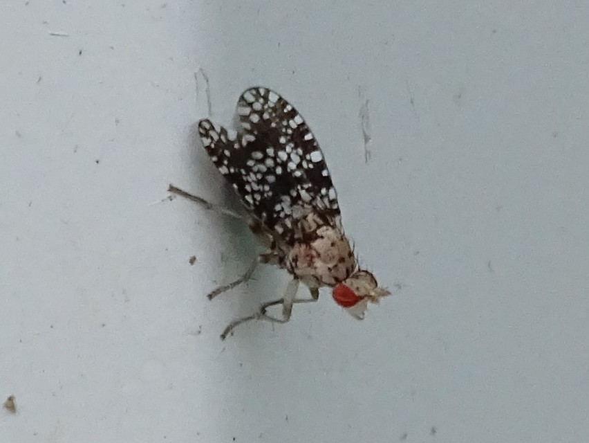 Trypetoptera punctulata - pirosszemű szarvaslégy