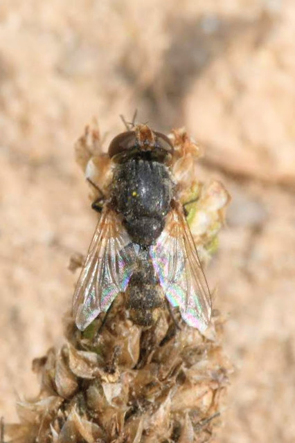 Sarcophagidae - húslégyfélék