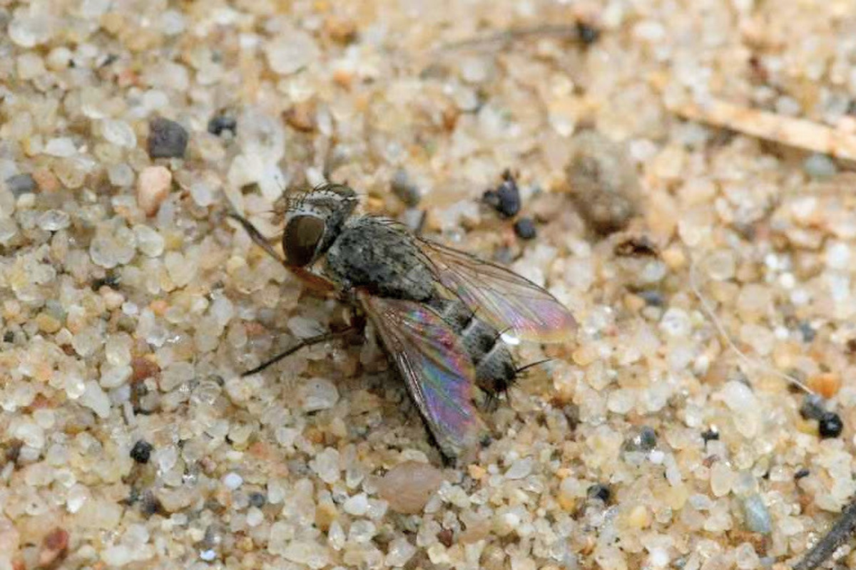 Taxigramma heteroneura