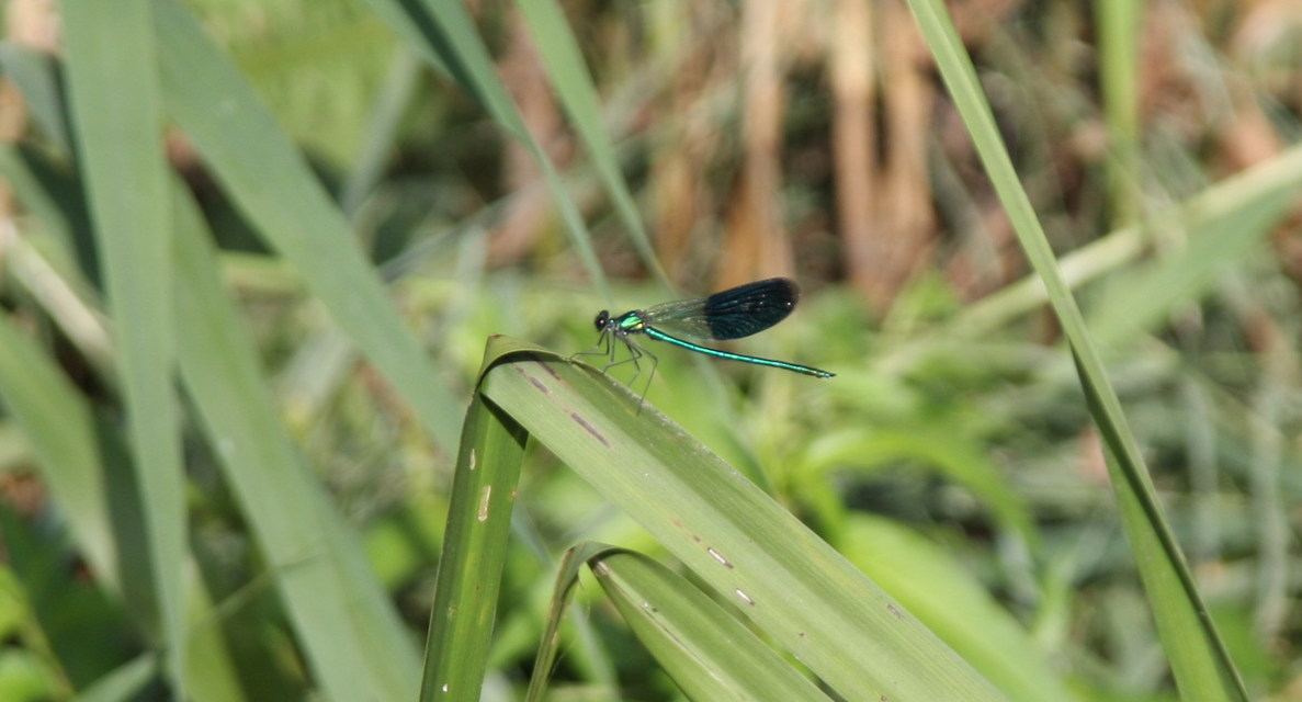 Calopteryx splendens - sávos szitakötő