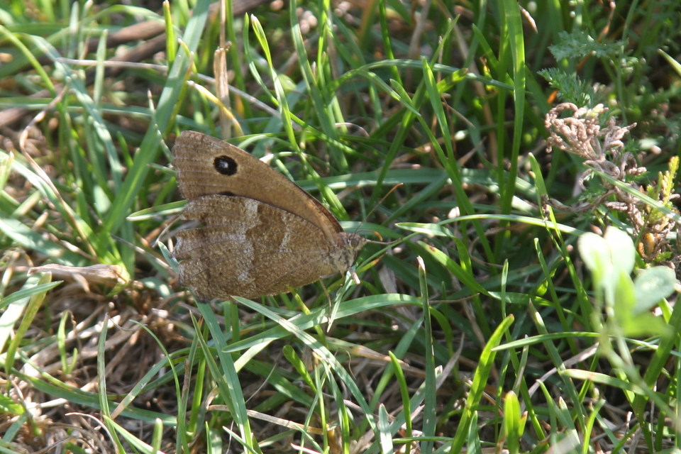 Minois dryas - fekete szemeslepke