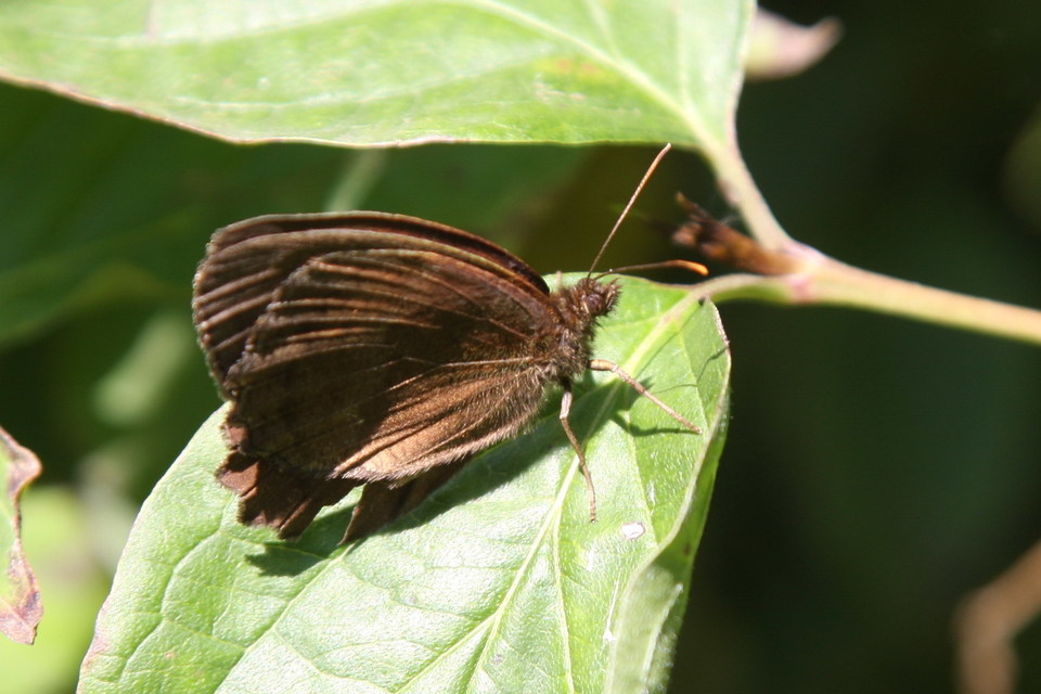 Minois dryas - fekete szemeslepke