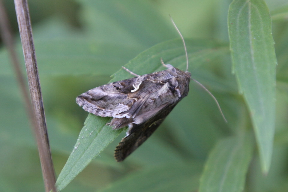 Autographa gamma - gammalepke