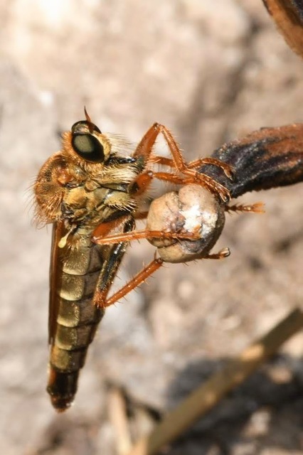 Stenopogon sabaudus