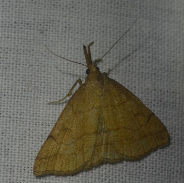 Polypogon gryphalis - láperdei karcsúbagoly