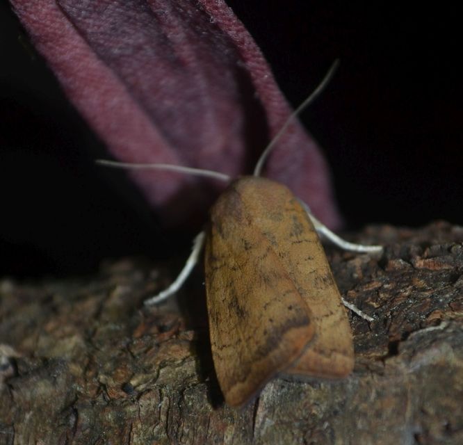 Noctua interjecta - zömök sárgafűbagoly