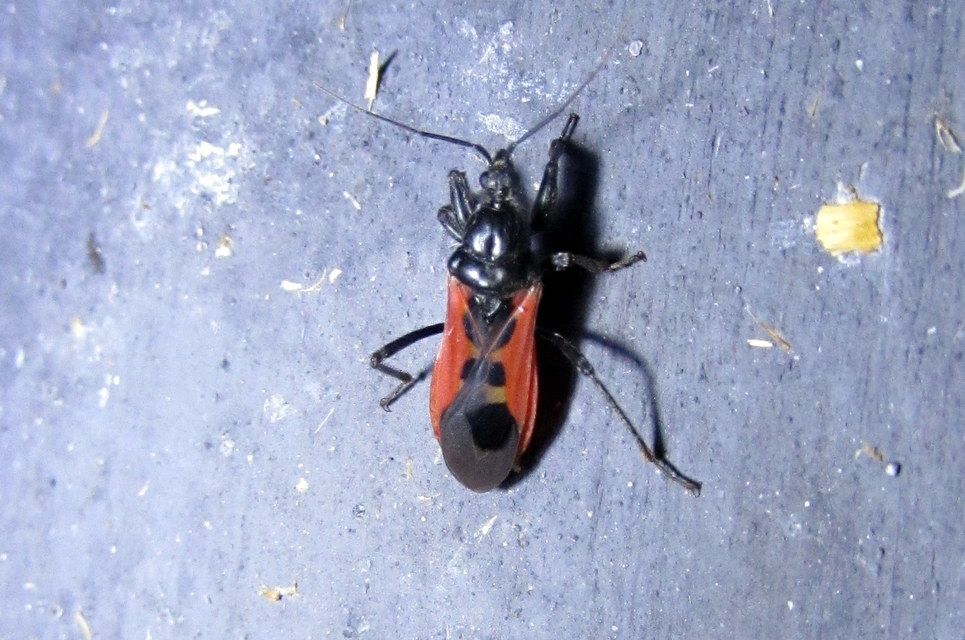 Peirates hybridus - foltos rablópoloska