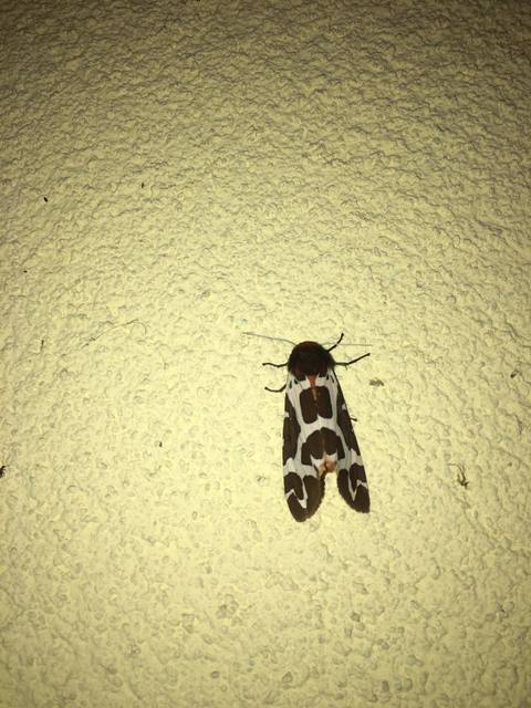 Arctia caja - közönséges medvelepke
