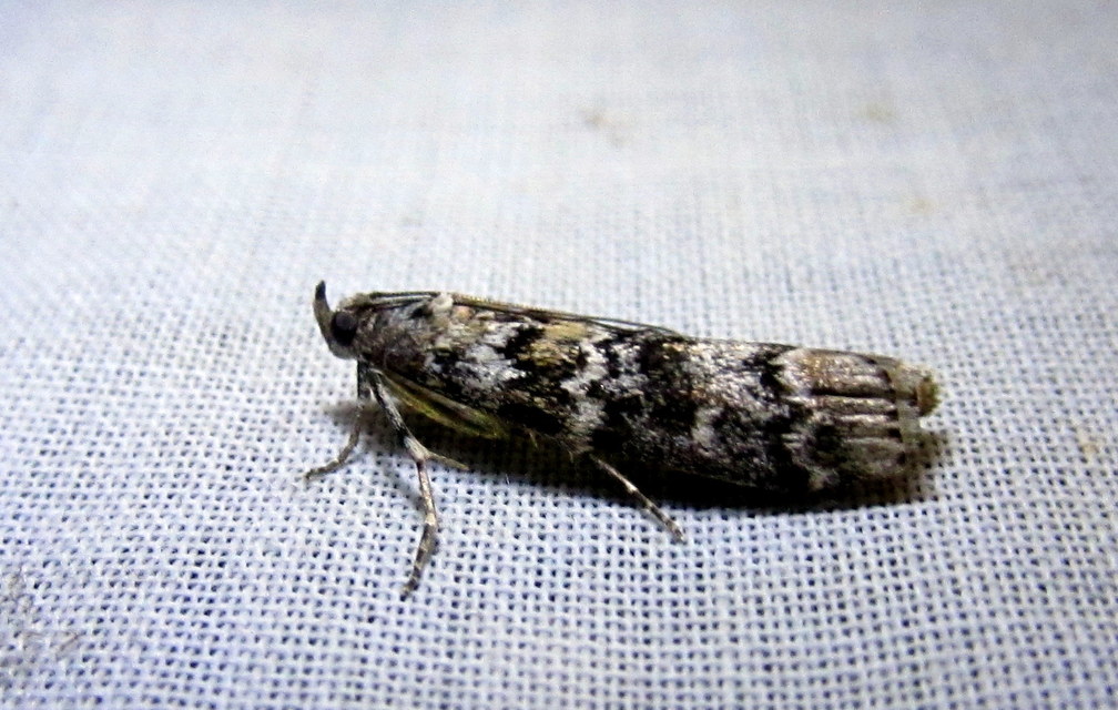 Dioryctria