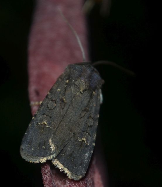 Euxoa nigricans - feketés földibagoly