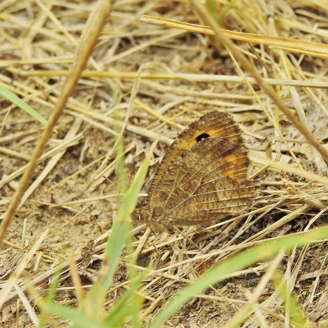 Arethusana arethusa - közönséges szemeslepke