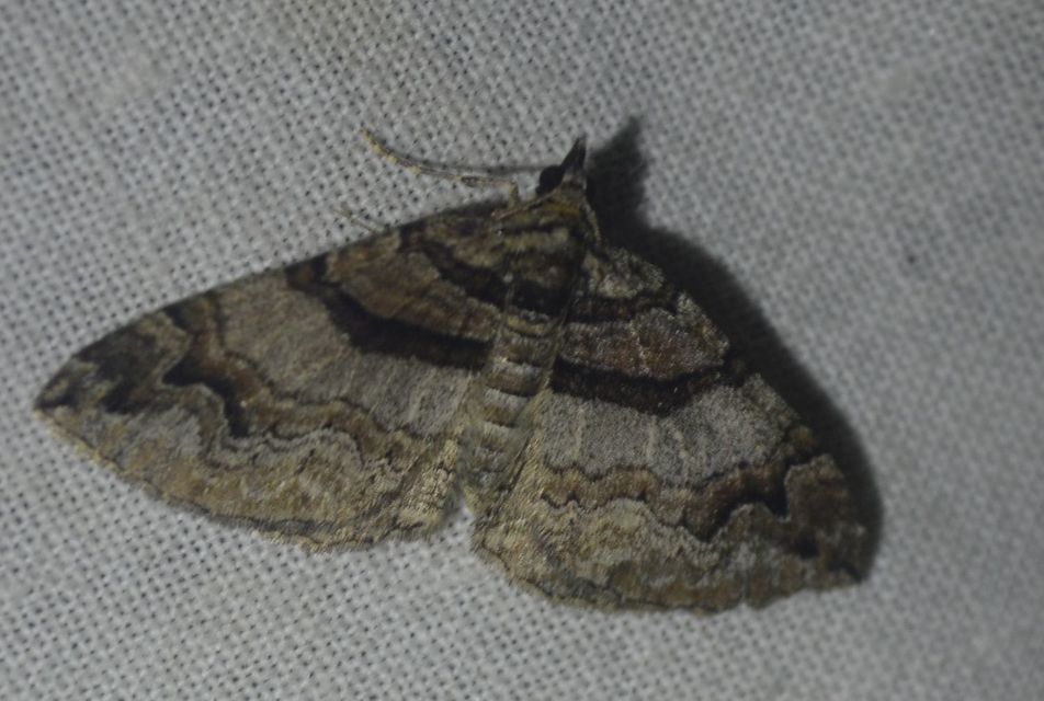 Pareulype berberata - sóskafa-tarkaaraszoló