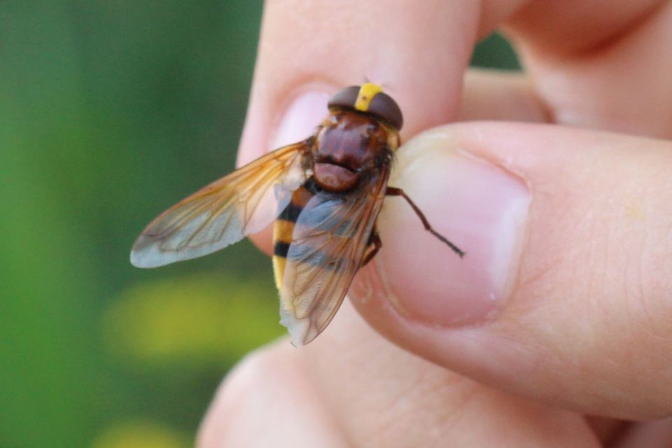 Volucella zonaria - kétöves pihelégy