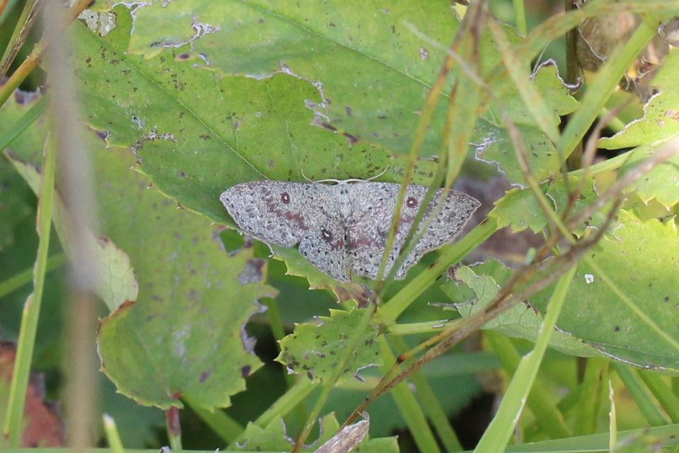 Cyclophora pendularia - fűzfa-pettyesaraszoló