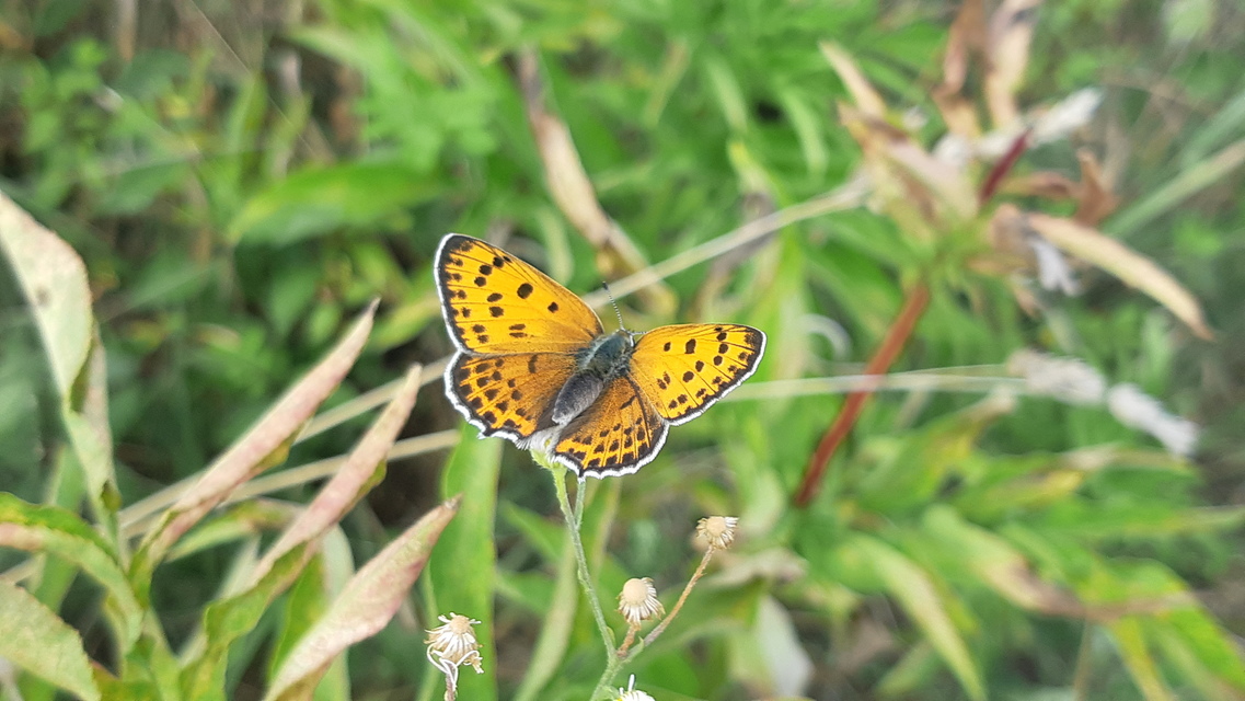 Lycaena thersamon - kis tűzlepke