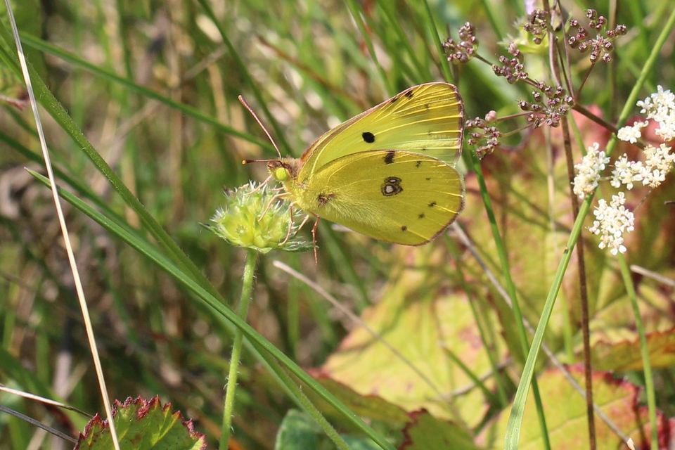 Colias alfacariensis - déli kéneslepke