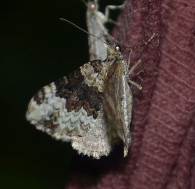 Epirrhoe galiata - sávos galajaraszoló