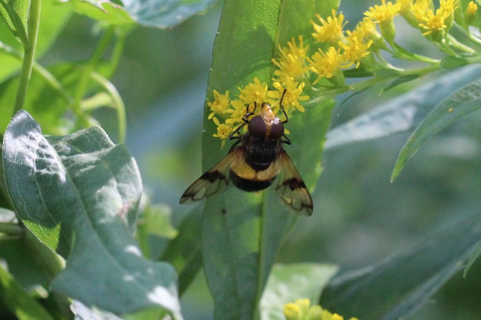 Volucella pellucens - üvegpotrohú pihelégy