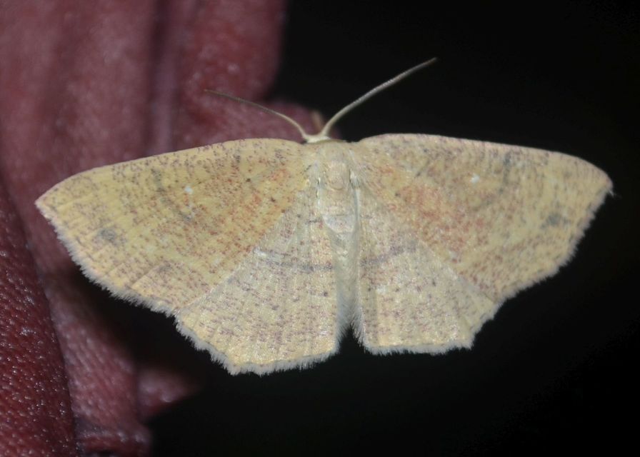 Cyclophora ruficiliaria - vörösrojtú pettyesaraszoló