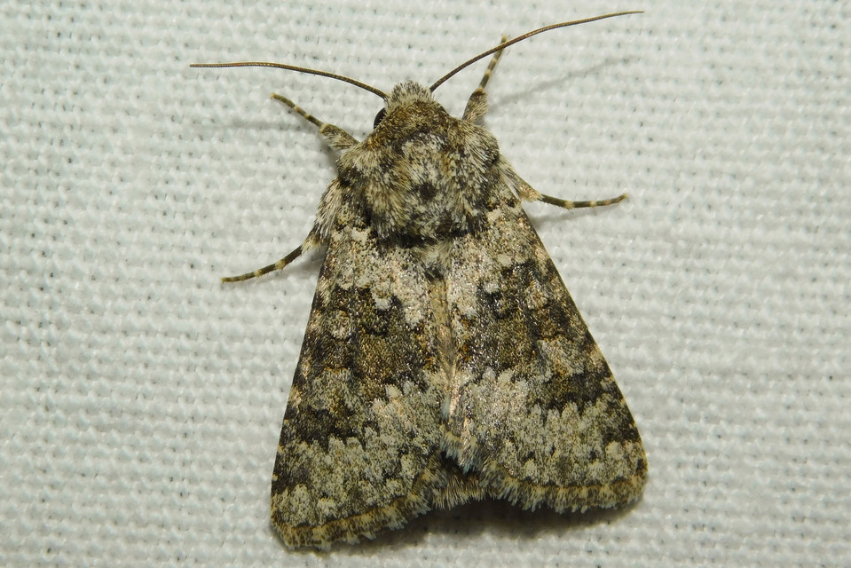 Hecatera dysodea - parajbagoly