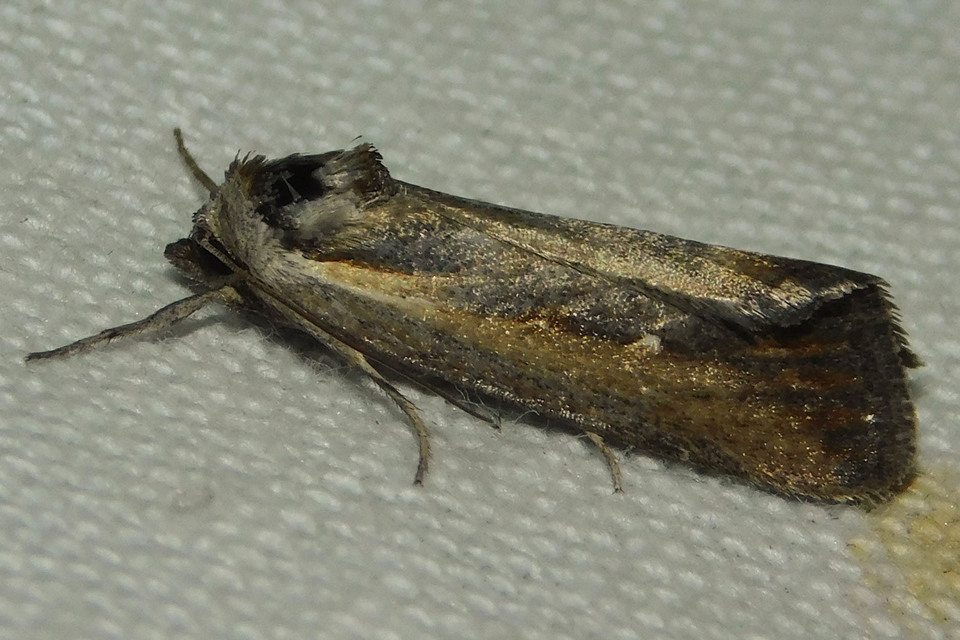 Epimecia ustula - ördögszem-apróbagoly
