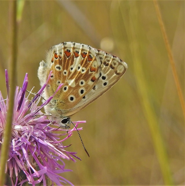 Polyommatus coridon - ezüstkék boglárka
