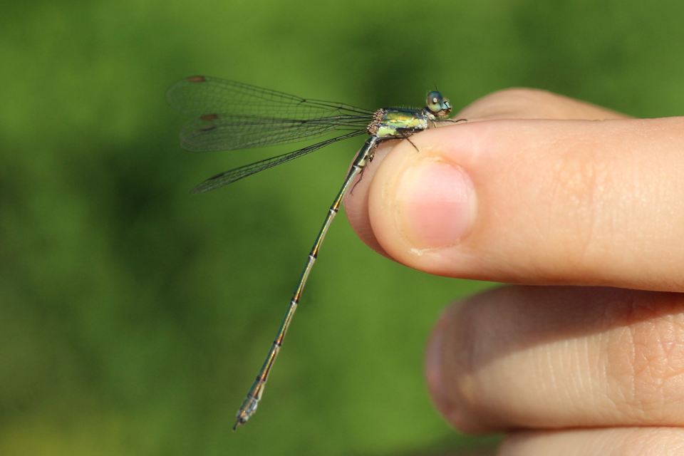 Chalcolestes viridis - nyugati zöld-rablószitakötő