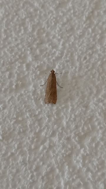Nomophila noctuella - közönséges vándormoly