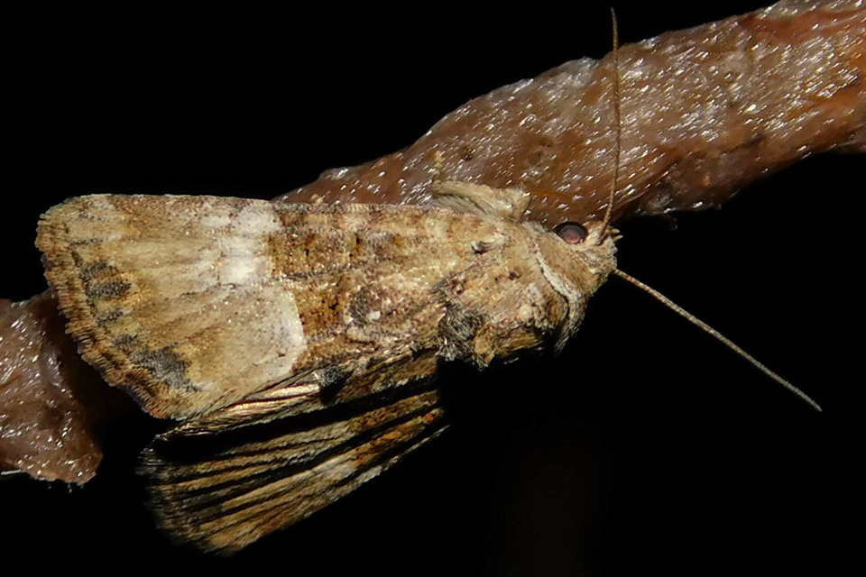 Mesoligia furuncula - kétszínű dudvabagoly