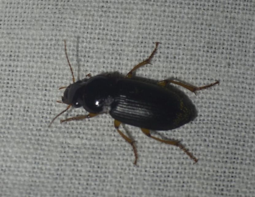 Harpalus griseus - kis selymesfutó