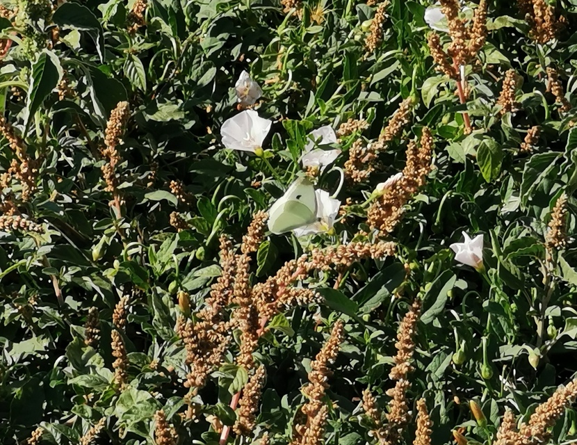 Pieris rapae - répalepke