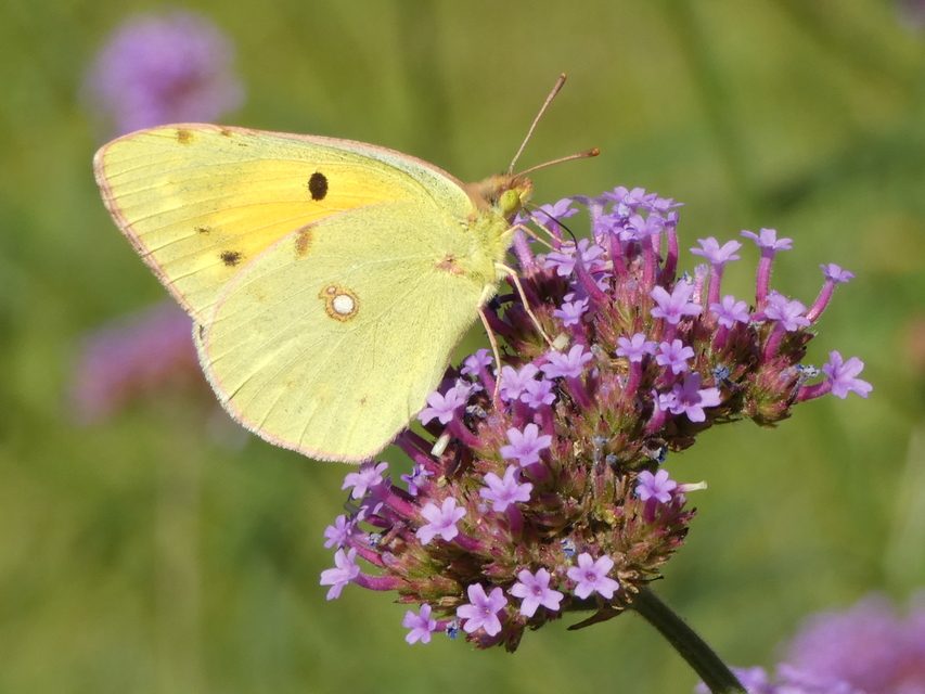 Colias croceus - sáfránylepke