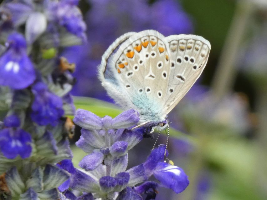 Polyommatus icarus - közönséges boglárka