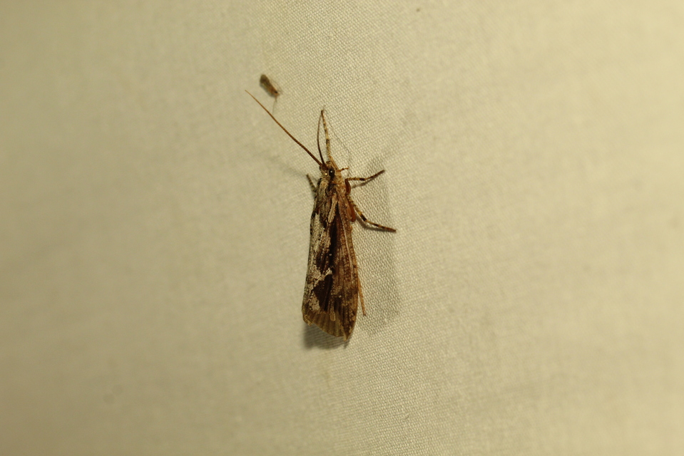 Phryganeidae