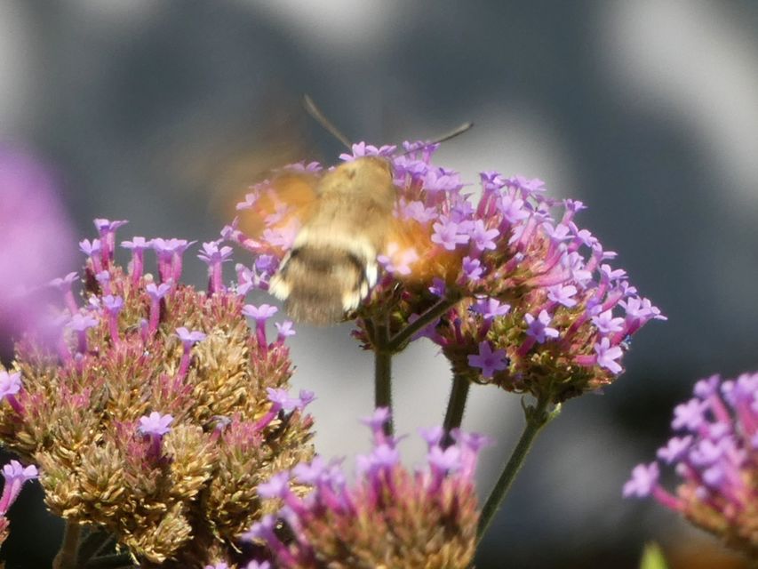 Macroglossum stellatarum - kacsafarkú szender