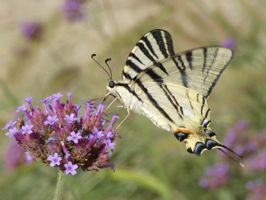 Iphiclides podalirius - kardoslepke