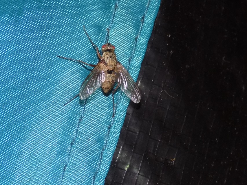 Dexia rustica - cserebogár-fürkészlégy