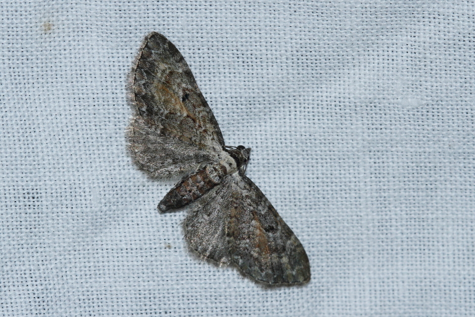 Eupithecia icterata - rozsdafoltos törpearaszoló