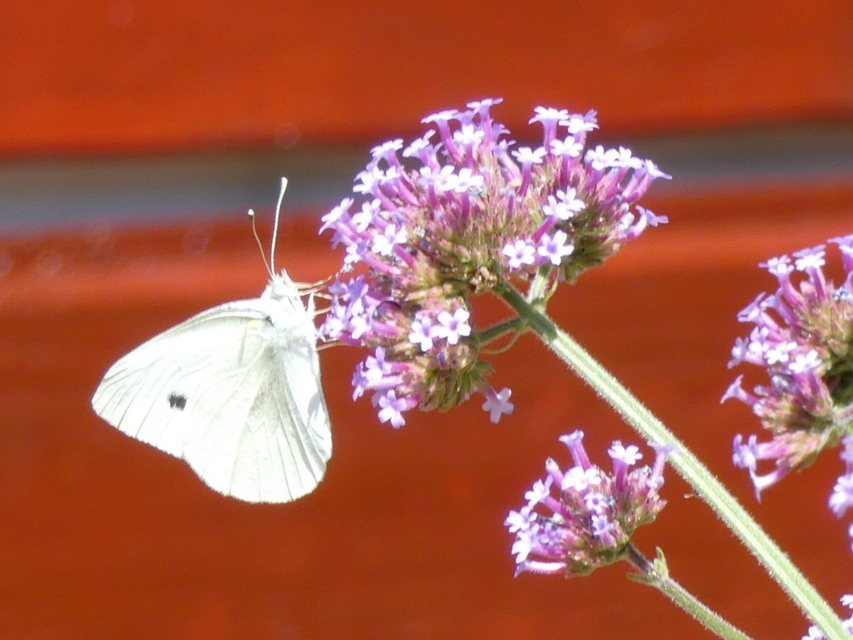 Pieris rapae - répalepke