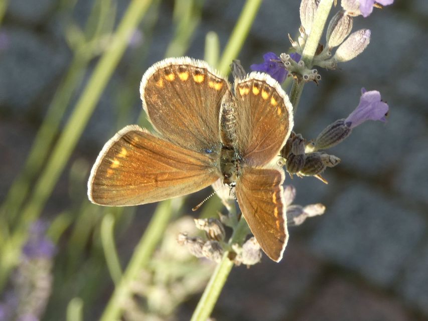 Polyommatus icarus - közönséges boglárka