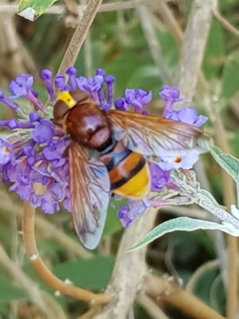 Volucella zonaria - kétöves pihelégy