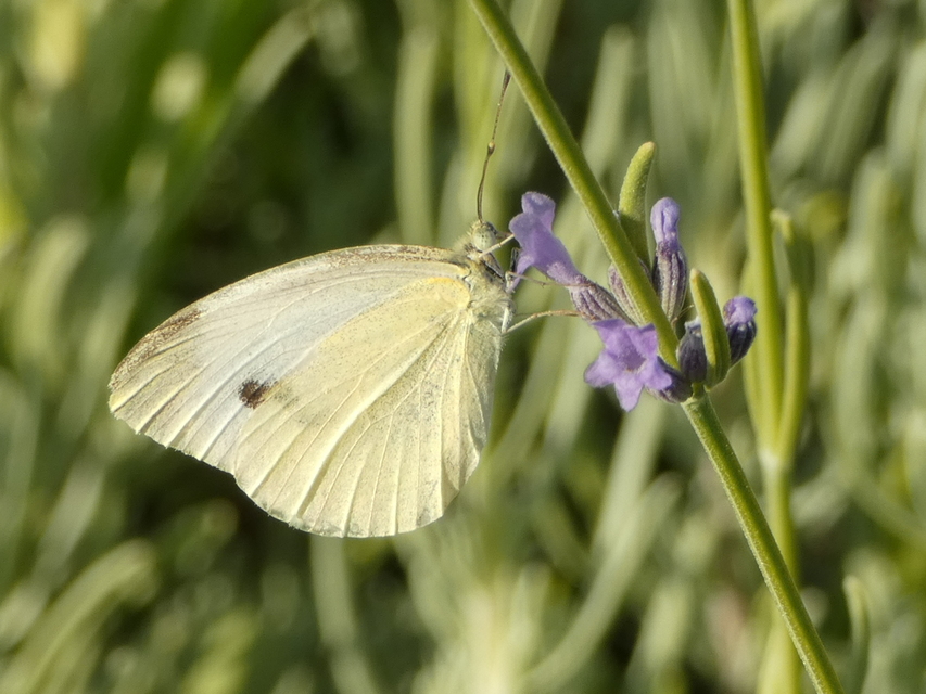 Pieris rapae - répalepke