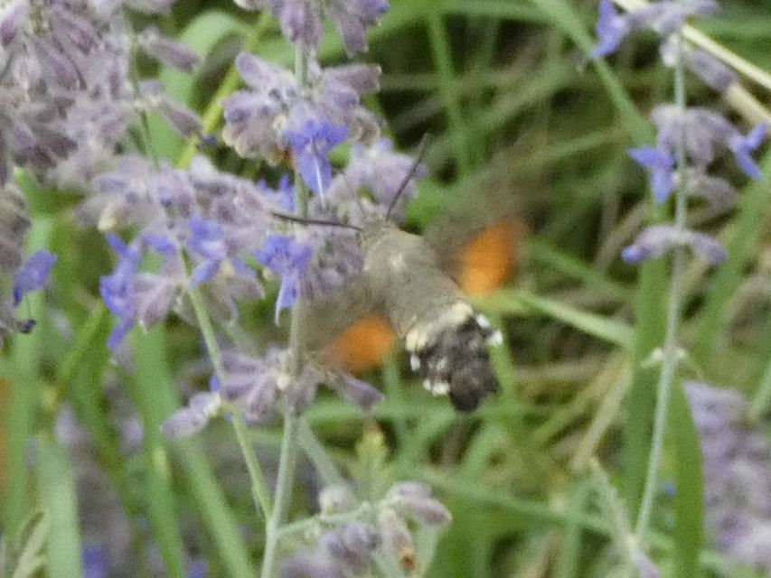 Macroglossum stellatarum - kacsafarkú szender